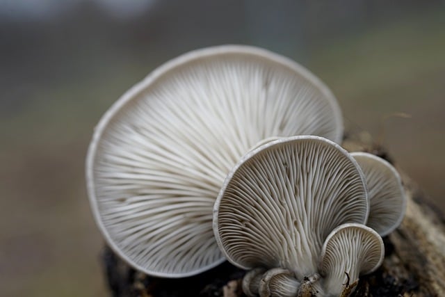 Selecting the Best Fungi for Cultivation in Your Abode